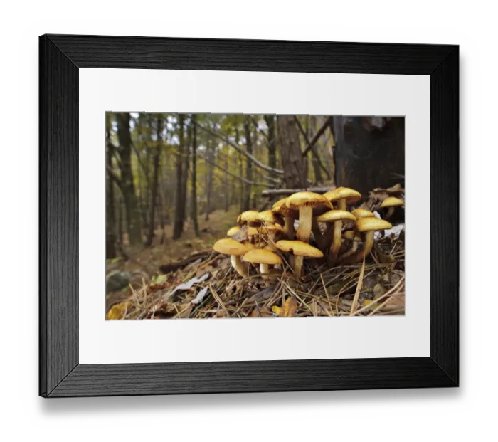 Framed Print : Brick Cap (Hypholoma sublateritium) fruiting bodies, growing on dead beech tree in forest habitat, Italy, october Framed Print : Brick Cap (Hypholoma sublateritium) fruiting bodies, growing on dead beech tree in forest habitat, Italy, october