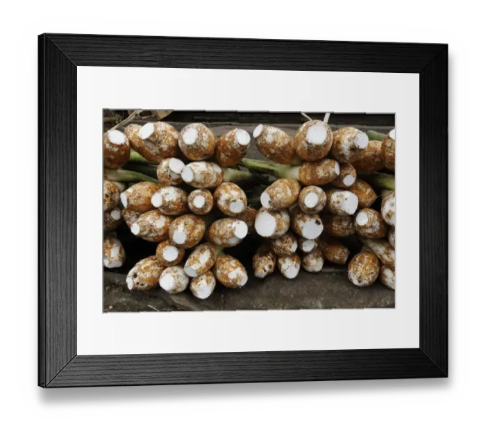 Framed Print : Keladi Tikus (Typhonium flagelliforme) harvested root crop, for sale at market, Indonesia, march Framed Print : Keladi Tikus (Typhonium flagelliforme) harvested root crop, for sale at market, Indonesia, march