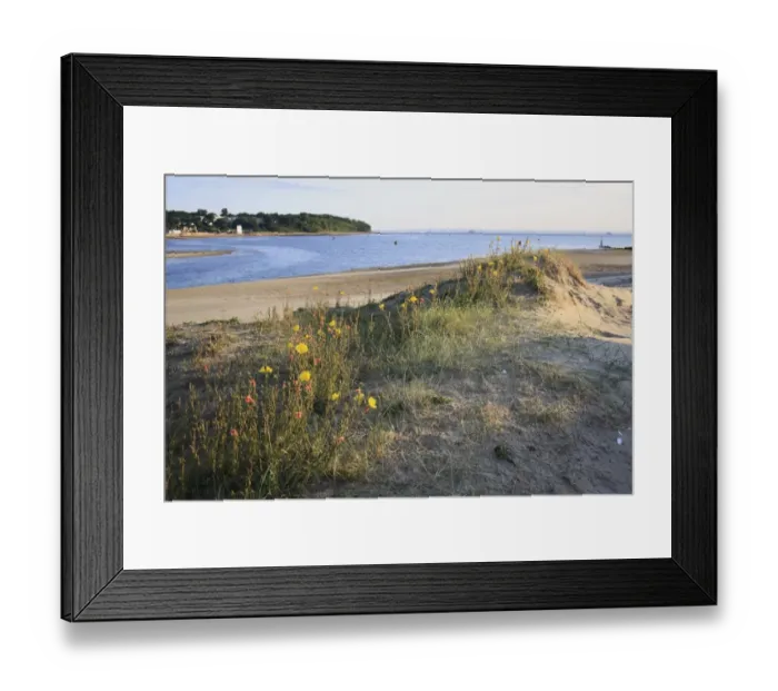 Framed Print : Fragrant Evening Primrose (Oenothera stricta) introduced species, flowering, growing on coastal sand dune habitat, Bembridge, Isle of Wight, England, june Framed Print : Fragrant Evening Primrose (Oenothera stricta) introduced species, flowering, growing on coastal sand dune habitat, Bembridge, Isle of Wight, England, june