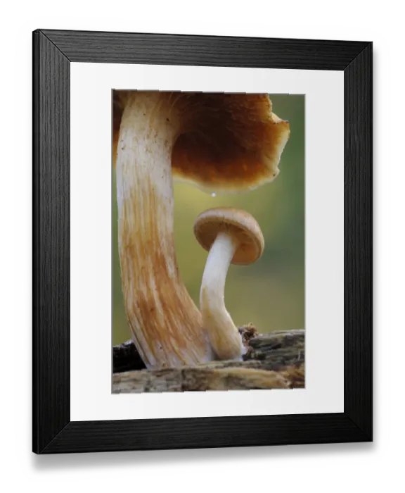 Framed Print : Common Rustgill (Gymnopilus penetrans) fruiting bodies, fresh young specimen sheltering under more mature specimen, Bostall Woods, Royal Borough of Greenwich, Inner London, England, october Framed Print : Common Rustgill (Gymnopilus penetrans) fruiting bodies, fresh young specimen sheltering under more mature specimen, Bostall Woods, Royal Borough of Greenwich, Inner London, England, october