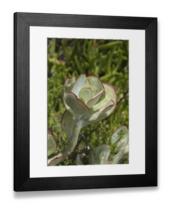 Framed Print : Pig's Ear Plant (Cotyledon orbiculata) close-up of leaves, Featherbed Nature Reserve, Knysna, Western Cape, South Africa Framed Print : Pig's Ear Plant (Cotyledon orbiculata) close-up of leaves, Featherbed Nature Reserve, Knysna, Western Cape, South Africa