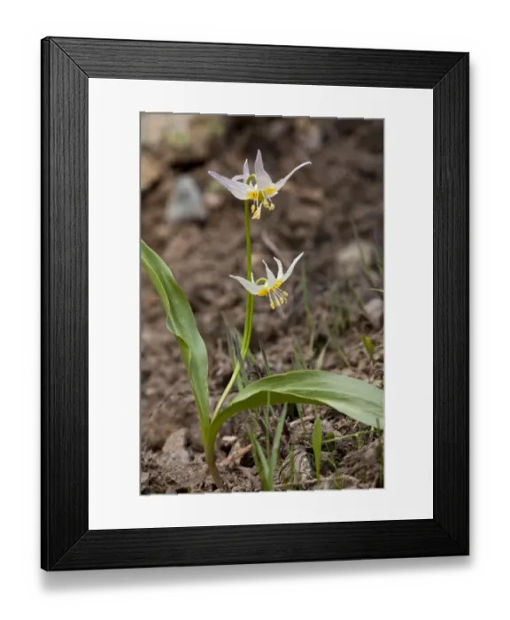 Framed Print : Klamath Fawn Lily (Erythronium klamathense) flowering, Klamath Mountains, Northern California, U. S. A. july Framed Print : Klamath Fawn Lily (Erythronium klamathense) flowering, Klamath Mountains, Northern California, U. S. A. july