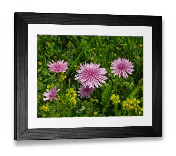 Framed Print : Pink Hawksbeard (Crepis rubra) flowering, growing on roadside verge, Southern Greece, april Framed Print : Pink Hawksbeard (Crepis rubra) flowering, growing on roadside verge, Southern Greece, april