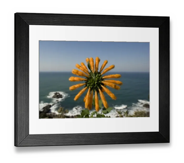 Framed Print : Wild Dagga (Leonotis leonurus) flowering, with sea in background, Port St. Johns, Wild Coast, Eastern Cape (Transkei), South Africa Framed Print : Wild Dagga (Leonotis leonurus) flowering, with sea in background, Port St. Johns, Wild Coast, Eastern Cape (Transkei), South Africa