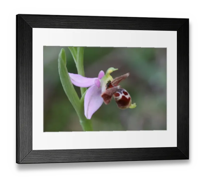 Framed Print : Horned Orchid (Ophrys cornuta) close-up of flower, Peloponesos, Southern Greece, april Framed Print : Horned Orchid (Ophrys cornuta) close-up of flower, Peloponesos, Southern Greece, april