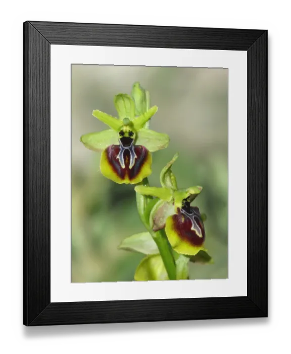 Framed Print : Aesculapi's Early Spider Orchid (Ophrys aesculapii) close-up of flowers, Peloponesos, Southern Greece, april