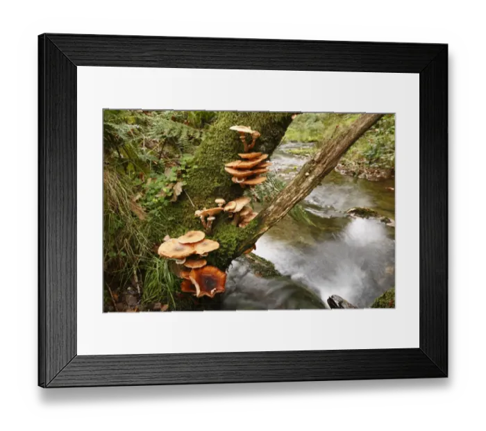 Framed Print : Honey Fungus (Armillaria mellea) fruiting bodies, growing on Oak (Quercus sp. ) trunk beside stream, Powys, Wales, october Framed Print : Honey Fungus (Armillaria mellea) fruiting bodies, growing on Oak (Quercus sp. ) trunk beside stream, Powys, Wales, october