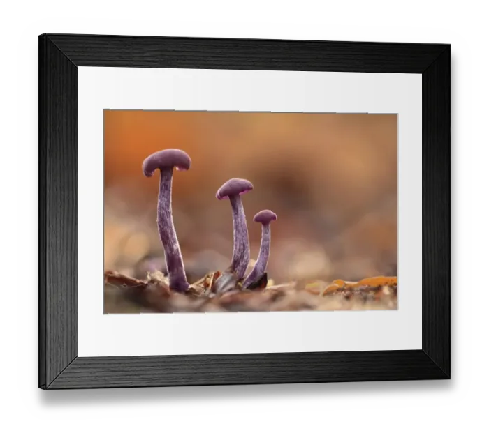 Framed Print : Amethyst Deceiver (Laccaria amethystea) three fruiting bodies, growing amongst leaf litter in woodland, Leicestershire, England, november Framed Print : Amethyst Deceiver (Laccaria amethystea) three fruiting bodies, growing amongst leaf litter in woodland, Leicestershire, England, november