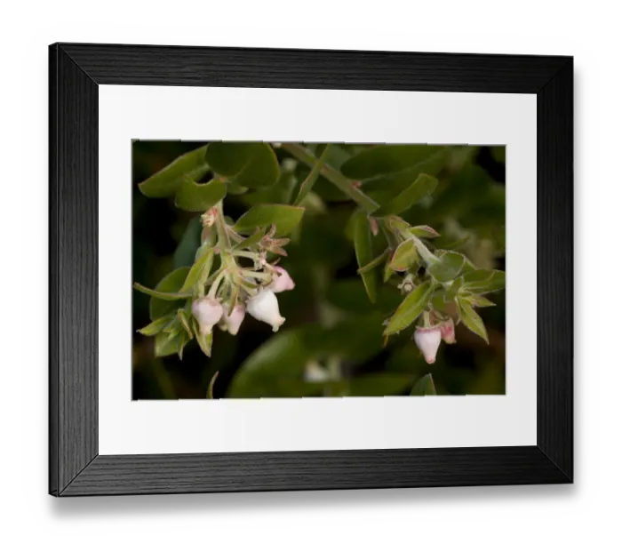 Framed Print : Arroyo de la Cruz Manzanita (Arctostaphylos cruzensis) close-up of flowers and leaves, Southern California, U. S. A. november Framed Print : Arroyo de la Cruz Manzanita (Arctostaphylos cruzensis) close-up of flowers and leaves, Southern California, U. S. A. november