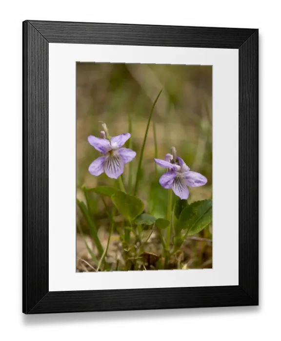 Framed Print : Teesdale Violet (Viola rupestris) flowering, Bulgaria, may Framed Print : Teesdale Violet (Viola rupestris) flowering, Bulgaria, may