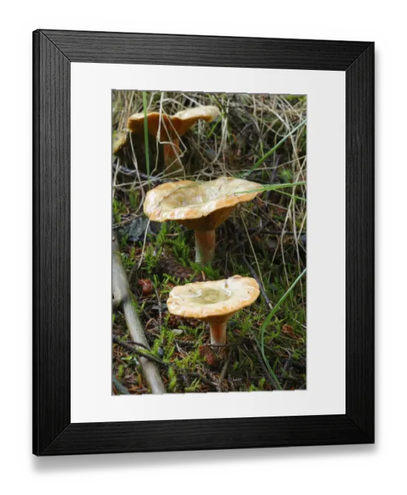 Framed Print : Tawny Funnel Cap (Lepista flaccida) three fruiting bodies, growing under Sitka Spruce (Picea sitchensis), Powys, Wales, august