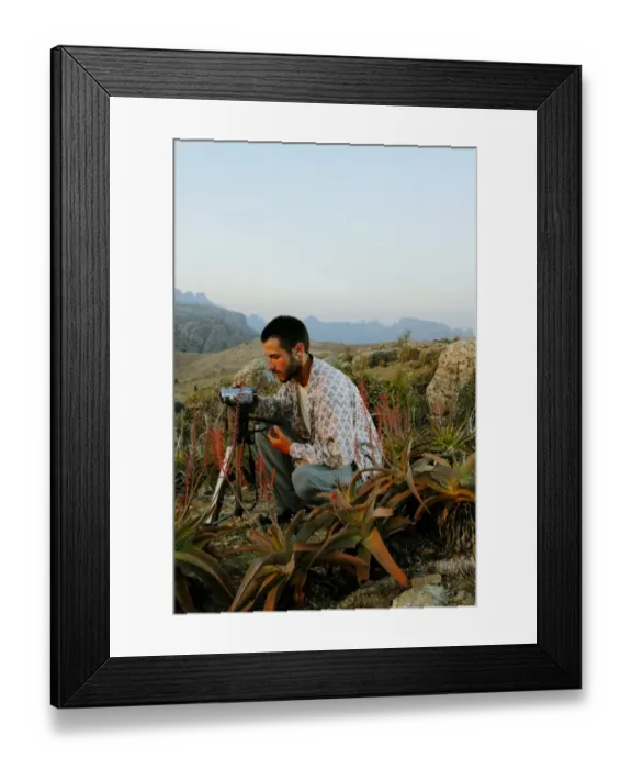 Framed Print : Perry's Aloe (Aloe perryi) flowering, with researcher filming flowering in desert mountain habitat, Socotra, Yemen, march Framed Print : Perry's Aloe (Aloe perryi) flowering, with researcher filming flowering in desert mountain habitat, Socotra, Yemen, march