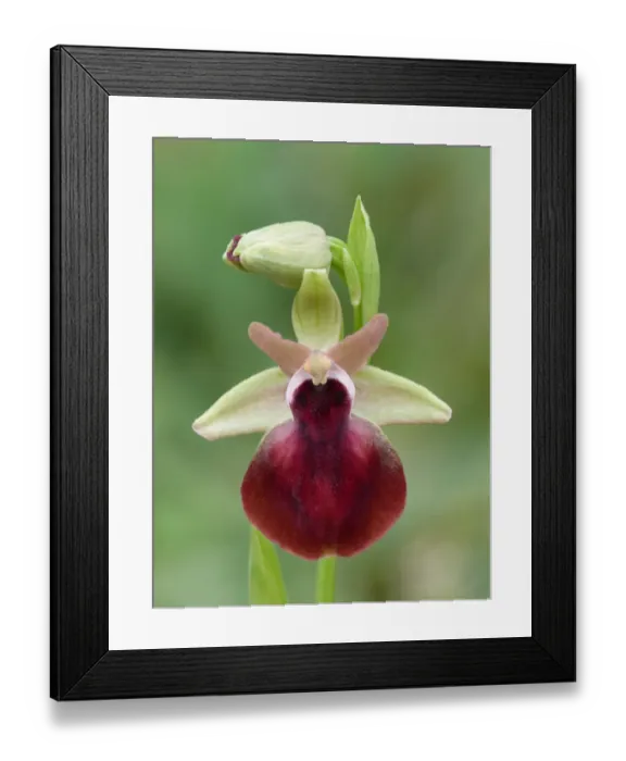Framed Print : Helen's Bee Orchid (Ophrys helenae) close-up of flower, Peloponesos, Southern Greece, april Framed Print : Helen's Bee Orchid (Ophrys helenae) close-up of flower, Peloponesos, Southern Greece, april