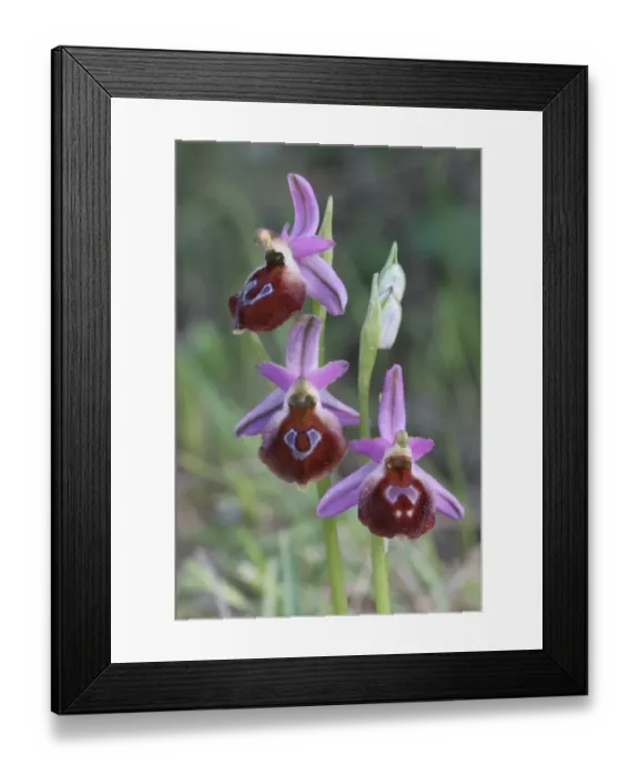 Framed Print : Argolis Orchid (Ophrys argolica) close-up of flowers, Peloponesos, Southern Greece, april Framed Print : Argolis Orchid (Ophrys argolica) close-up of flowers, Peloponesos, Southern Greece, april