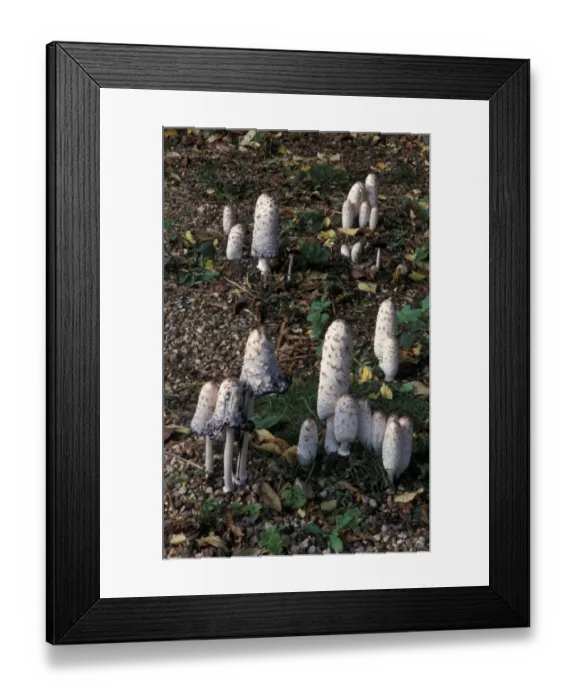 Framed Print : Shaggy Ink Cap Fungi (Coprinus comatus) Framed Print : Shaggy Ink Cap Fungi (Coprinus comatus)