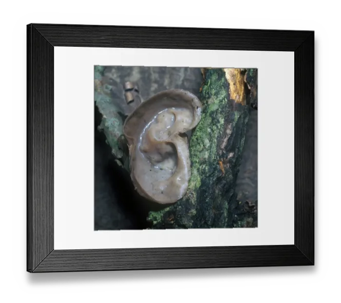 Framed Print : Fungi - Jew's Ear (Auricularia auricula) Close-up