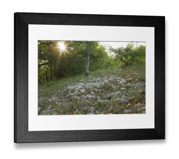 Framed Print : Rocket Candytuft (Iberis amara) flowering, growing in open woodland habitat on limestone, Causse de Gramat, Massif Central, Lot, France, may Framed Print : Rocket Candytuft (Iberis amara) flowering, growing in open woodland habitat on limestone, Causse de Gramat, Massif Central, Lot, France, may