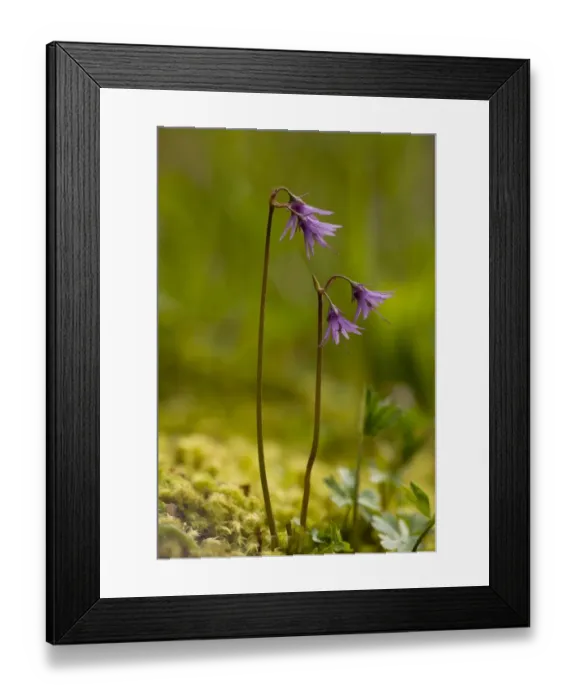Framed Print : Mountain Snowbell (Soldanella montana) flowering, Rila Mountains, Bulgaria, may Framed Print : Mountain Snowbell (Soldanella montana) flowering, Rila Mountains, Bulgaria, may