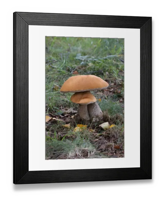 Framed Print : Orange Birch Bolete (Leccinum aurantiacum) fruiting bodies, growing under Silver Birch (Betula pendula) in woodland, Leicestershire, England, september Framed Print : Orange Birch Bolete (Leccinum aurantiacum) fruiting bodies, growing under Silver Birch (Betula pendula) in woodland, Leicestershire, England, september