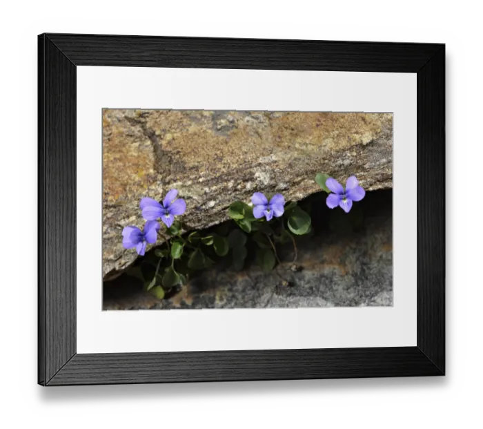 Framed Print : Maritime Alps Pansy (Viola valderia) flowering, growing in rock crevice, Maritime Alps, Piedmont, Italy