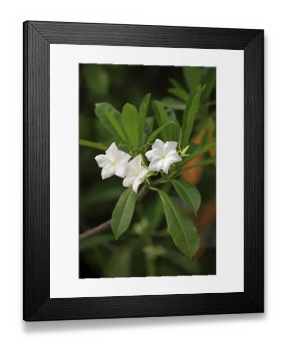 Framed Print : Pong-pong (Cerbera odollam) close-up of flowers and leaves, Kota Kinabalu, Sabah, Borneo, Malaysia Framed Print : Pong-pong (Cerbera odollam) close-up of flowers and leaves, Kota Kinabalu, Sabah, Borneo, Malaysia