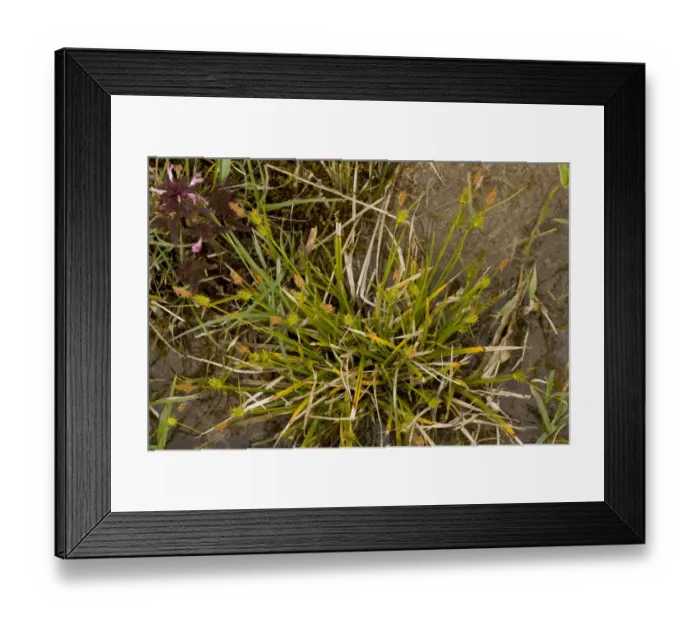 Framed Print : Long-stalked Yellow-sedge (Carex lepidocarpa) flowering, Market Weston Fen, Market Weston, Little Ouse Valley, Suffolk, England, may Framed Print : Long-stalked Yellow-sedge (Carex lepidocarpa) flowering, Market Weston Fen, Market Weston, Little Ouse Valley, Suffolk, England, may