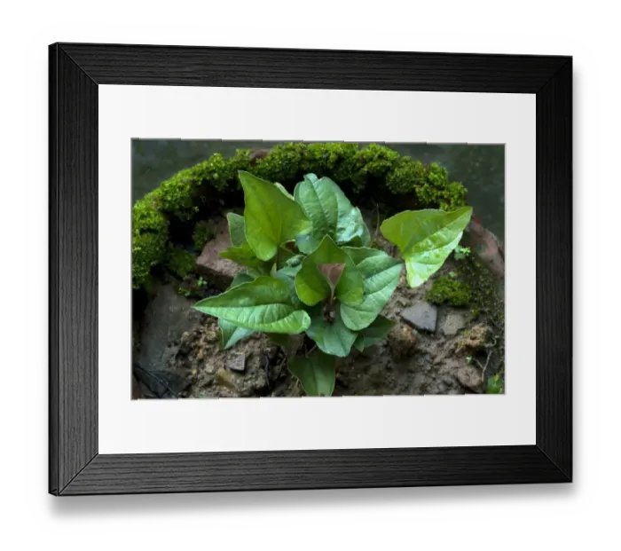 Framed Print : Arokyappacha (Trichopus zeylanicus) leaves, Trivandrum, Kerala, India Framed Print : Arokyappacha (Trichopus zeylanicus) leaves, Trivandrum, Kerala, India