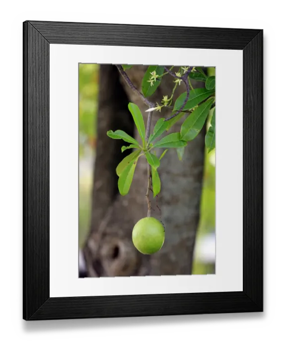 Framed Print : Pong-pong (Cerbera odollam) close-up of fruit and leaves, Kota Kinabalu, Sabah, Borneo, Malaysia Framed Print : Pong-pong (Cerbera odollam) close-up of fruit and leaves, Kota Kinabalu, Sabah, Borneo, Malaysia
