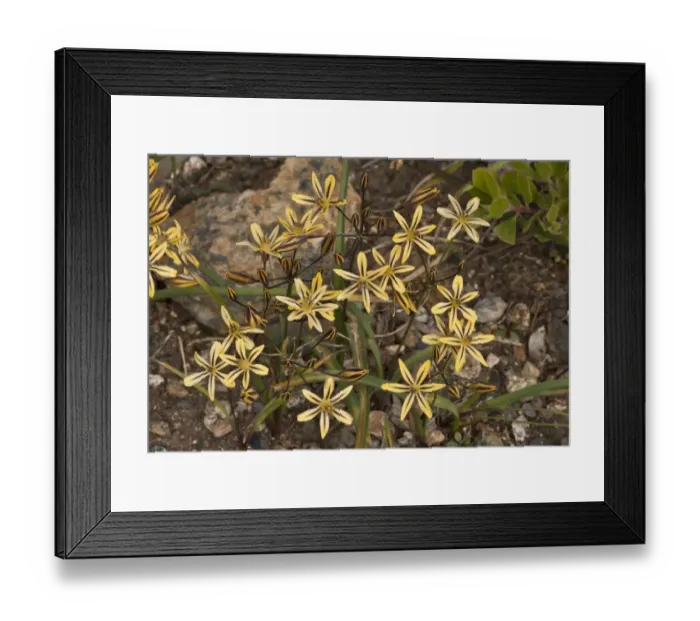 Framed Print : Prettyface (Triteleia ixioides subsp. analina) with blue anthers, flowering, Klamath Mountains, Northern California, U. S. A. july Framed Print : Prettyface (Triteleia ixioides subsp. analina) with blue anthers, flowering, Klamath Mountains, Northern California, U. S. A. july