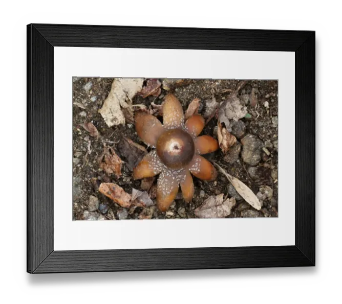 Framed Print : Common Earth-star (Geastrum triplex) fruiting body, amongst leaf litter on woodland floor, Italy, march