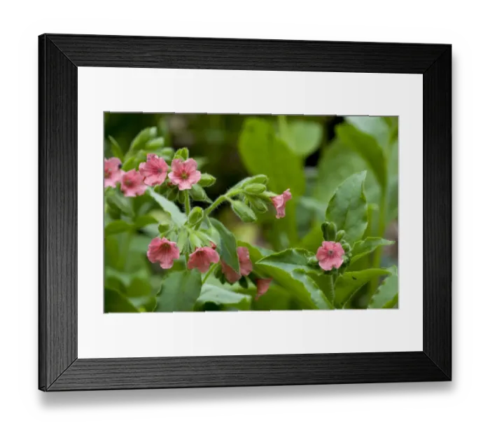 Framed Print : Red Lungwort (Pulmonaria rubra) flowering, Bulgaria, may Framed Print : Red Lungwort (Pulmonaria rubra) flowering, Bulgaria, may