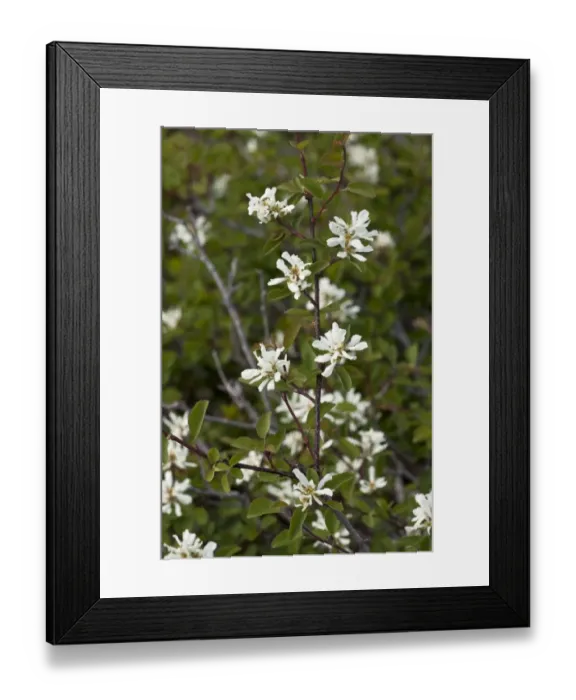 Framed Print : Utah Serviceberry (Amelanchier utahensis) flowering, Klamath Mountains, California, U. S. A. july Framed Print : Utah Serviceberry (Amelanchier utahensis) flowering, Klamath Mountains, California, U. S. A. july