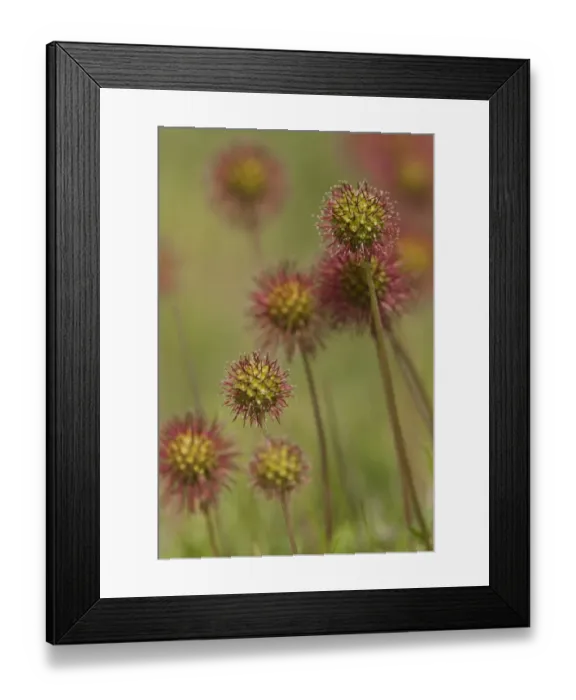 Framed Print : Bronze Pirri-pirri Bur (Acaena anserinifolia) introduced invasive weed species, fruits, Lindisfarne, Northumberland, England, july