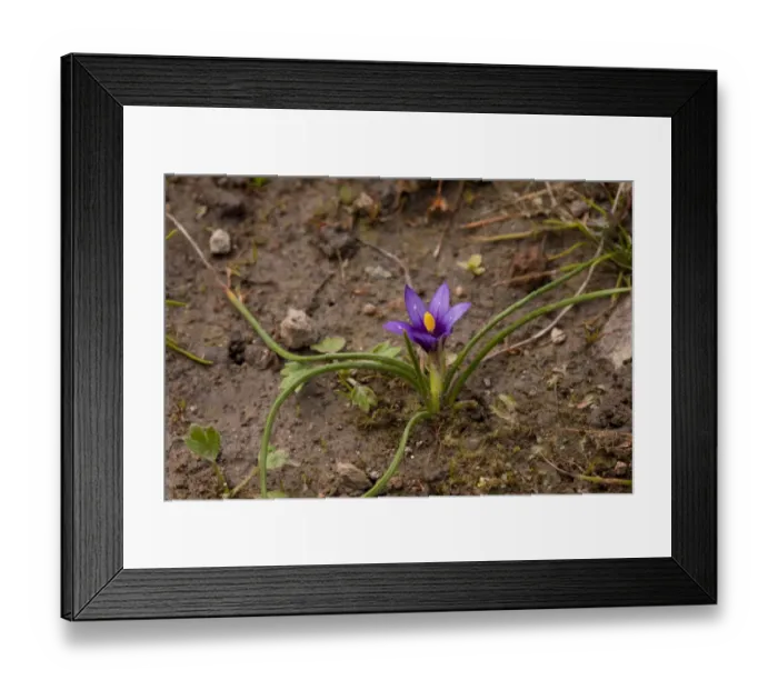 Framed Print : Sand-crocus (Romulea columnae) flowering, Lesvos, Greece, march Framed Print : Sand-crocus (Romulea columnae) flowering, Lesvos, Greece, march
