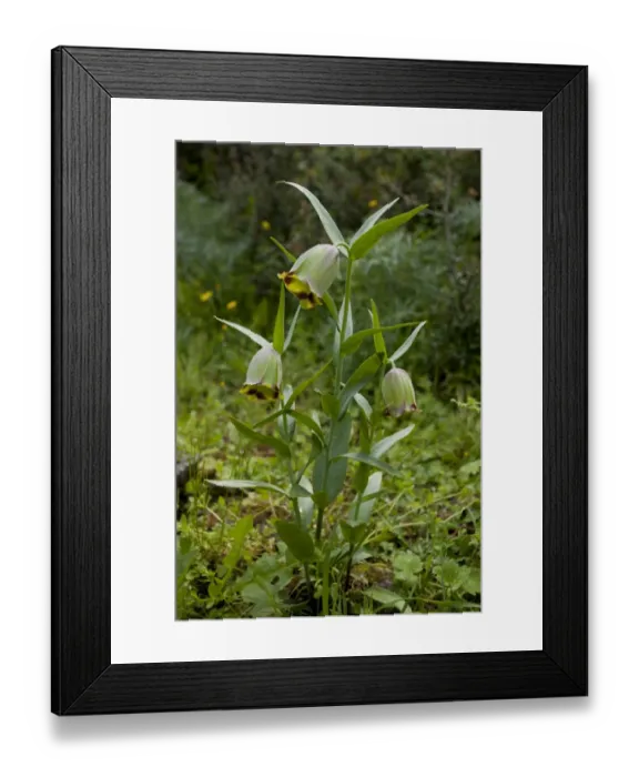 Framed Print : Fritillary (Fritillaria theophrasti) flowering, Lesvos, Greece, april Framed Print : Fritillary (Fritillaria theophrasti) flowering, Lesvos, Greece, april