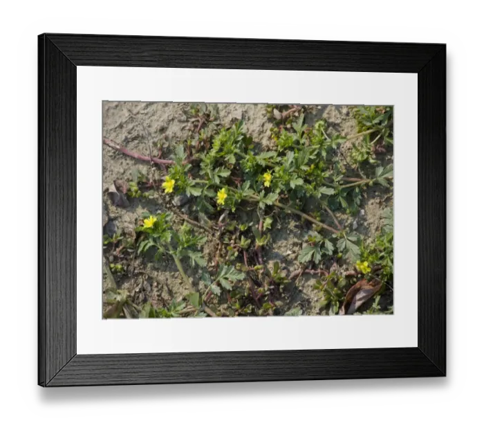 Framed Print : Spreading Cinquefoil (Potentilla supina) flowering, Malancrav, Transylvania, Romania, october Framed Print : Spreading Cinquefoil (Potentilla supina) flowering, Malancrav, Transylvania, Romania, october