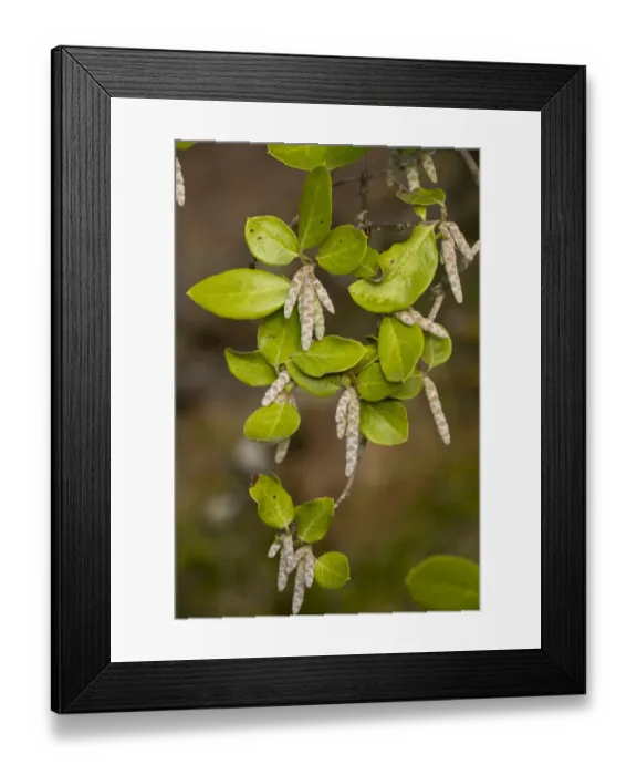 Framed Print : Southern Silktassel (Garrya veatchii) close-up of leaves and flowers, Southern California, U. S. A. november Framed Print : Southern Silktassel (Garrya veatchii) close-up of leaves and flowers, Southern California, U. S. A. november