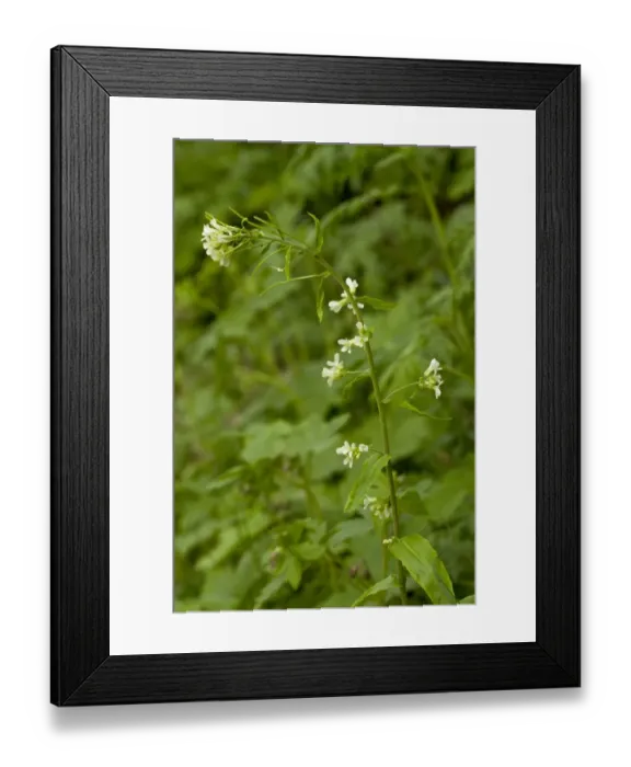 Framed Print : Tower Cress (Pseudoturritis glabra) flowering, Bulgaria, may Framed Print : Tower Cress (Pseudoturritis glabra) flowering, Bulgaria, may