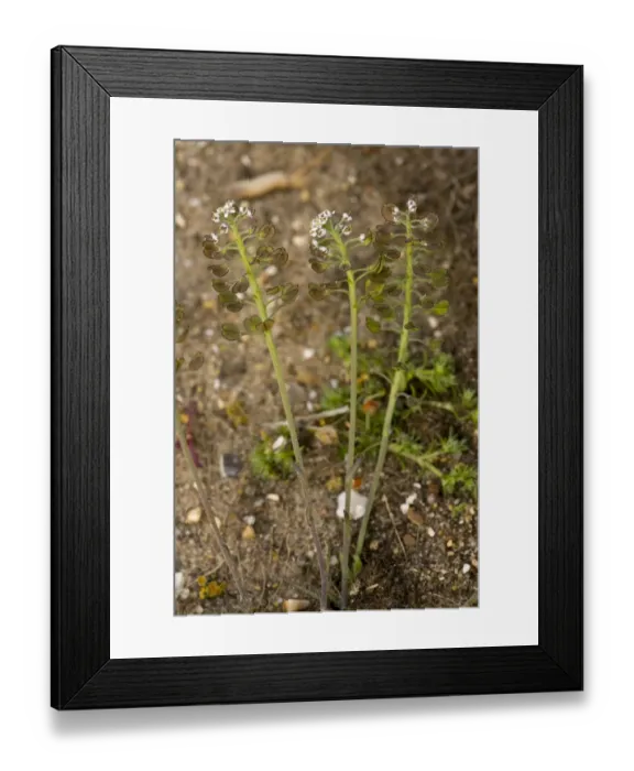 Framed Print : Shepherd's Cress (Teesdalia nudicaulis) in flower and fruit, Breckland, Norfolk, England, may Framed Print : Shepherd's Cress (Teesdalia nudicaulis) in flower and fruit, Breckland, Norfolk, England, may
