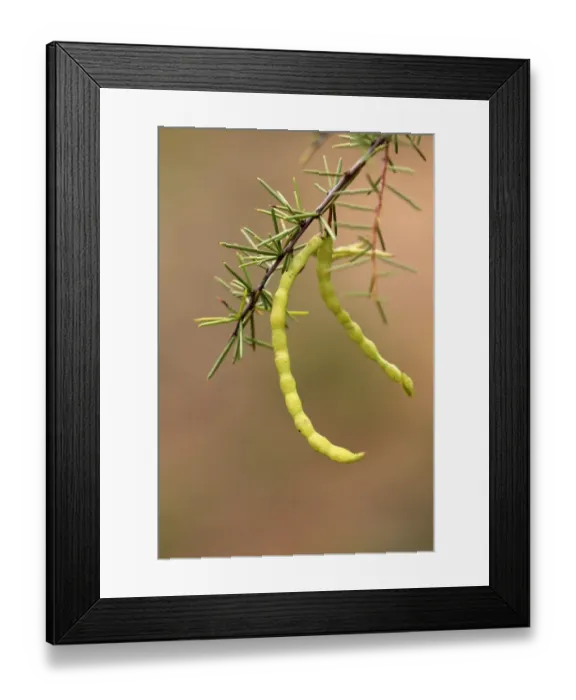 Framed Print : Acacia (Acacia stipulosa) close-up of seedpods, Outback, Northern Territory, Australia Framed Print : Acacia (Acacia stipulosa) close-up of seedpods, Outback, Northern Territory, Australia