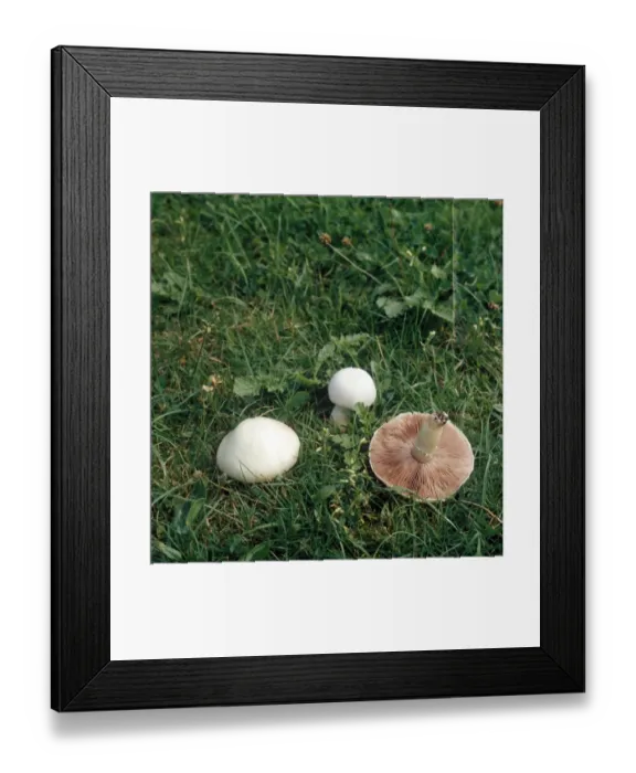 Framed Print : Field Mushroom (Agaricus campestris) Framed Print : Field Mushroom (Agaricus campestris)