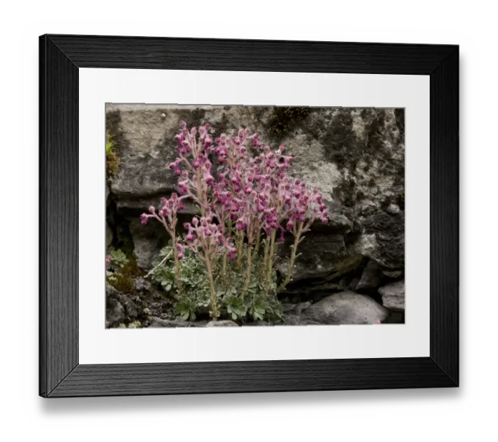 Framed Print : Saxifrage (Saxifraga stribrnyi) endemic species, flowering, growing on limestone, Trigrad Gorge, Rhodopi Mountains, Bulgaria, may