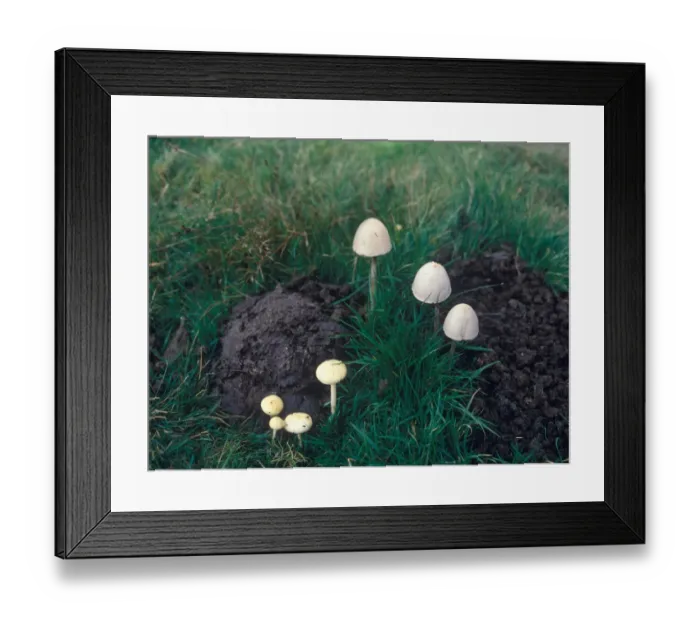 Framed Print : Dung Round-head (Stropharia semiglobata) and Panaeolus Semiovatus - on dung