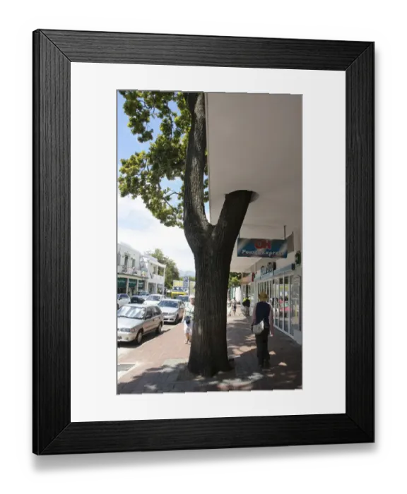 Framed Print : Street tree growing through building in town, Stellenbosch, Western Cape, South Africa Framed Print : Street tree growing through building in town, Stellenbosch, Western Cape, South Africa