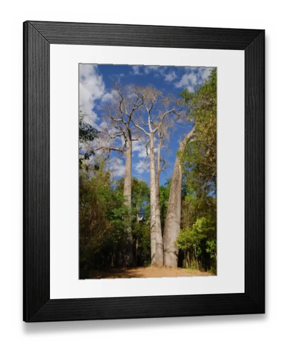 Framed Print : Giant Madagascar Baobab (Adansonia madagascariensis) habit, growing in dry deciduous forest habitat, Ankarafantsika N. P. Northwest Madagascar, july Framed Print : Giant Madagascar Baobab (Adansonia madagascariensis) habit, growing in dry deciduous forest habitat, Ankarafantsika N. P. Northwest Madagascar, july