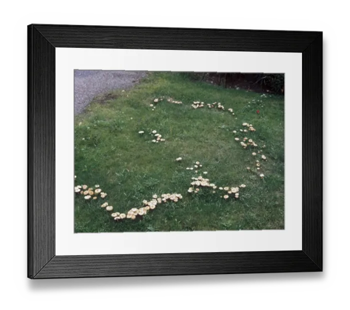 Framed Print : Fairy-ring Fungus (Marasmius oreades) Framed Print : Fairy-ring Fungus (Marasmius oreades)