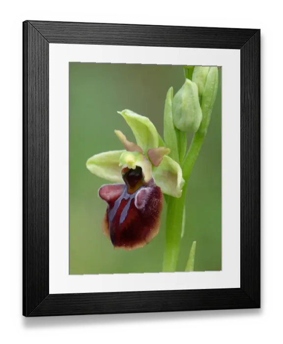 Framed Print : Mammosa's Early Spider Orchid (Ophrys mammosa) close-up of flower, Peloponesos, Southern Greece, april Framed Print : Mammosa's Early Spider Orchid (Ophrys mammosa) close-up of flower, Peloponesos, Southern Greece, april