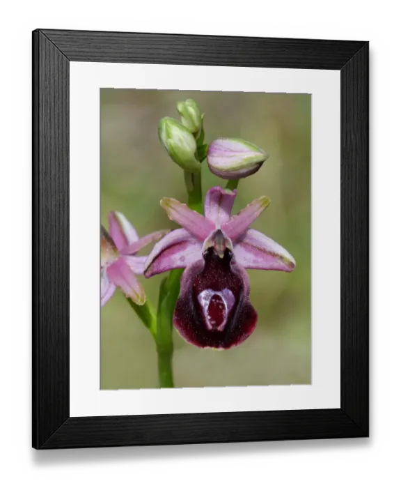 Framed Print : Horseshoe Orchid (Ophrys ferrum-equinum) close-up of flower and buds, Peloponesos, Southern Greece, april Framed Print : Horseshoe Orchid (Ophrys ferrum-equinum) close-up of flower and buds, Peloponesos, Southern Greece, april