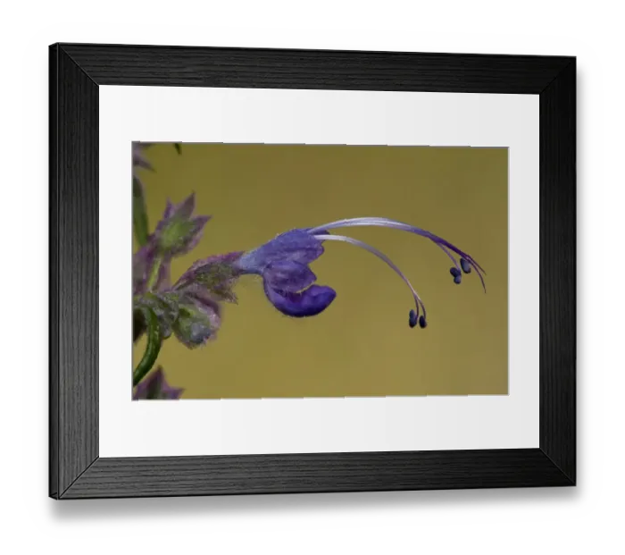 Framed Print : Woolly Bluecurls (Trichostema lanatum) close-up of flower, California, U. S. A. november Framed Print : Woolly Bluecurls (Trichostema lanatum) close-up of flower, California, U. S. A. november