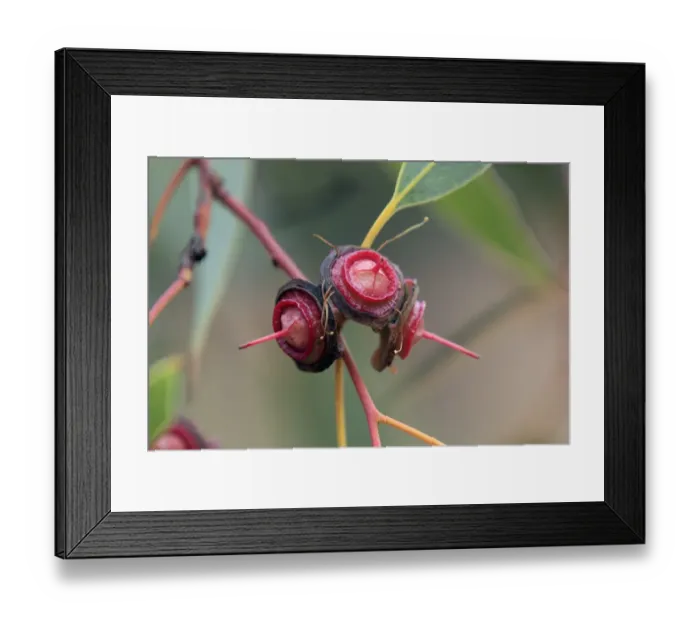 Framed Print : Red Bud Mallee (Eucalyptus pachyphylla) close-up of fruit, Outback, Alice Springs, Northern Territory, Australia Framed Print : Red Bud Mallee (Eucalyptus pachyphylla) close-up of fruit, Outback, Alice Springs, Northern Territory, Australia